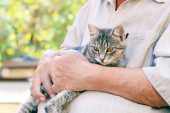 supplements for cats with arthritis