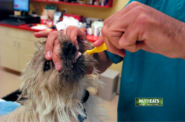 Maintaining Oral Hygiene in Dogs with no teeth.