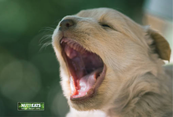 Understanding Tooth Loss in Dogs