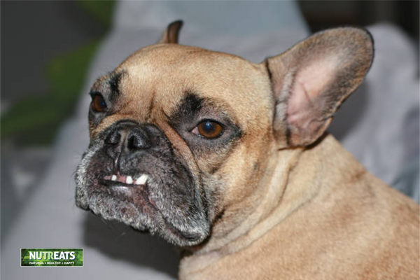 tooth problems in dogs