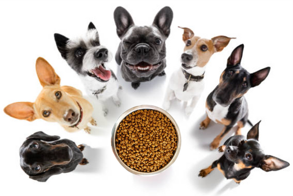 Integrating Supplements into Your Dog’s Diet