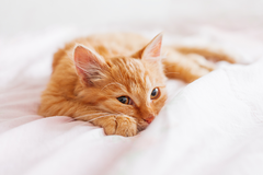joint supplements for cats