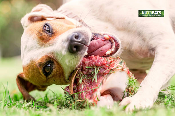Multi vitamins for Dogs on a Raw Food Diet