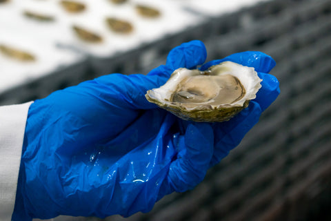 fresh oyster on the half shell