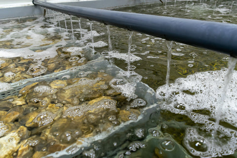 fresh oyster wet storage tank