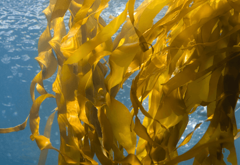 sugar kelp in the ocean