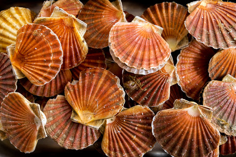 Many fresh sea scallops in shells