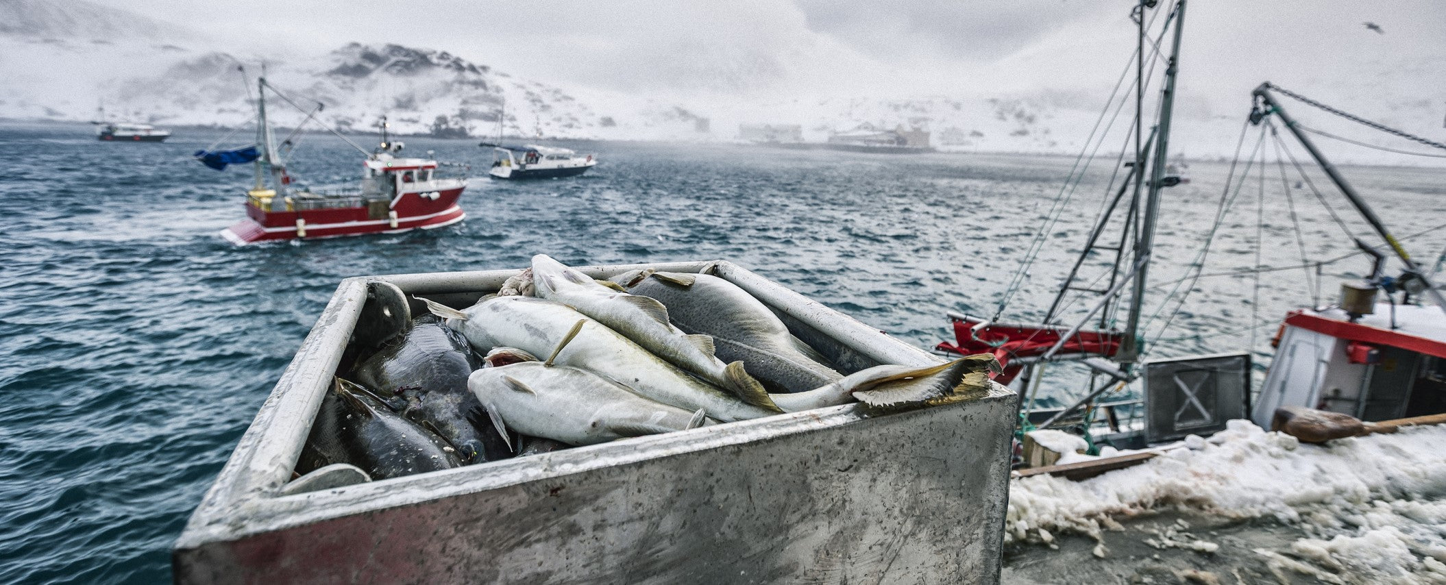 Fishing boats out in the Arctic Sea with fresh whole cod in a vat of ice
