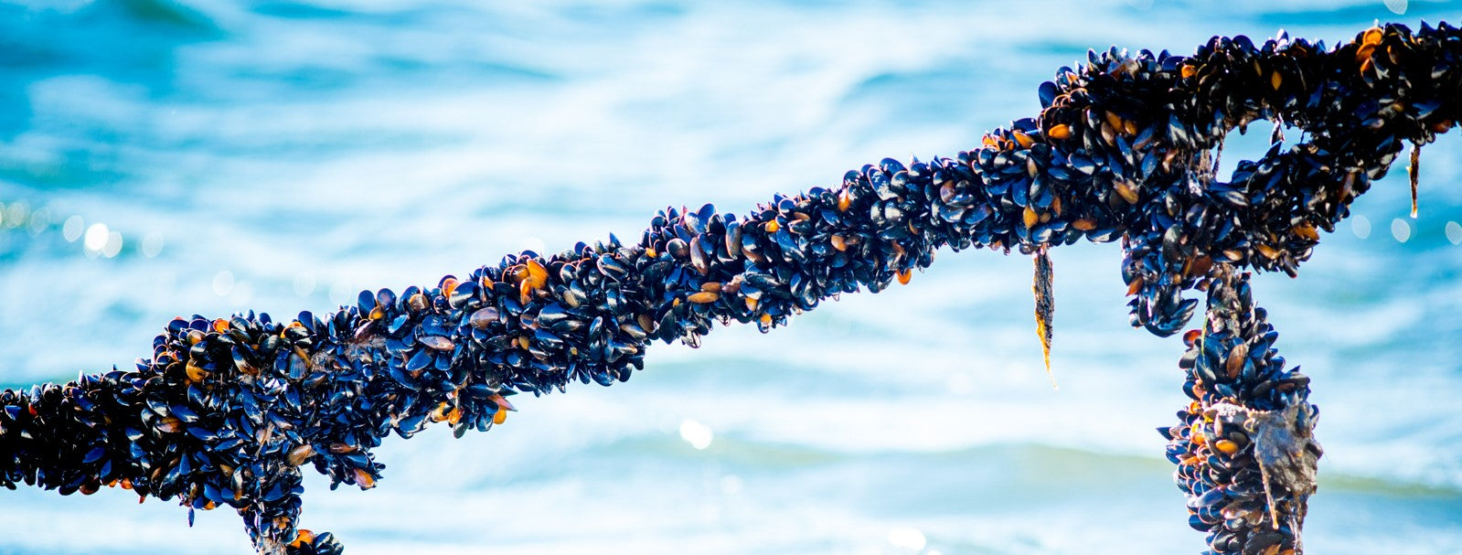 Fresh mussels growing on a rope out at sea