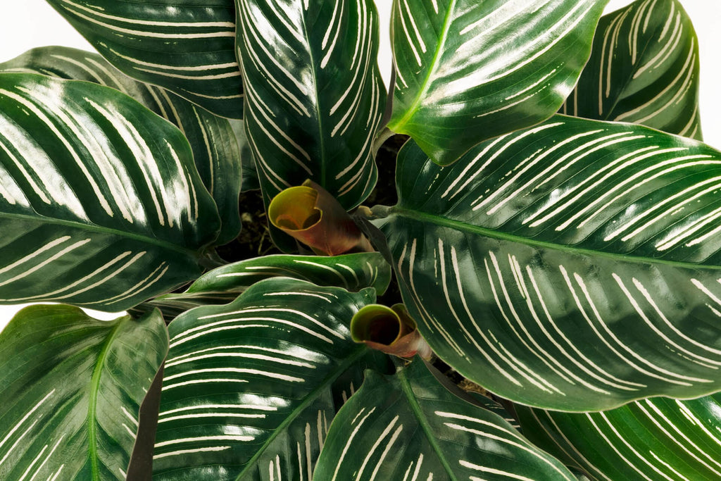 calathea badkamer plant