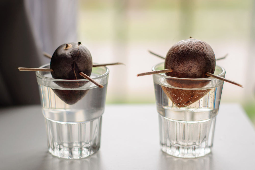 avocado pit planten