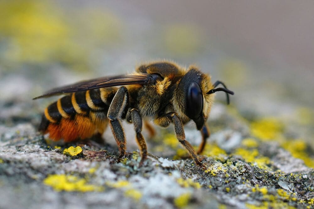 bijen soorten behangersbij