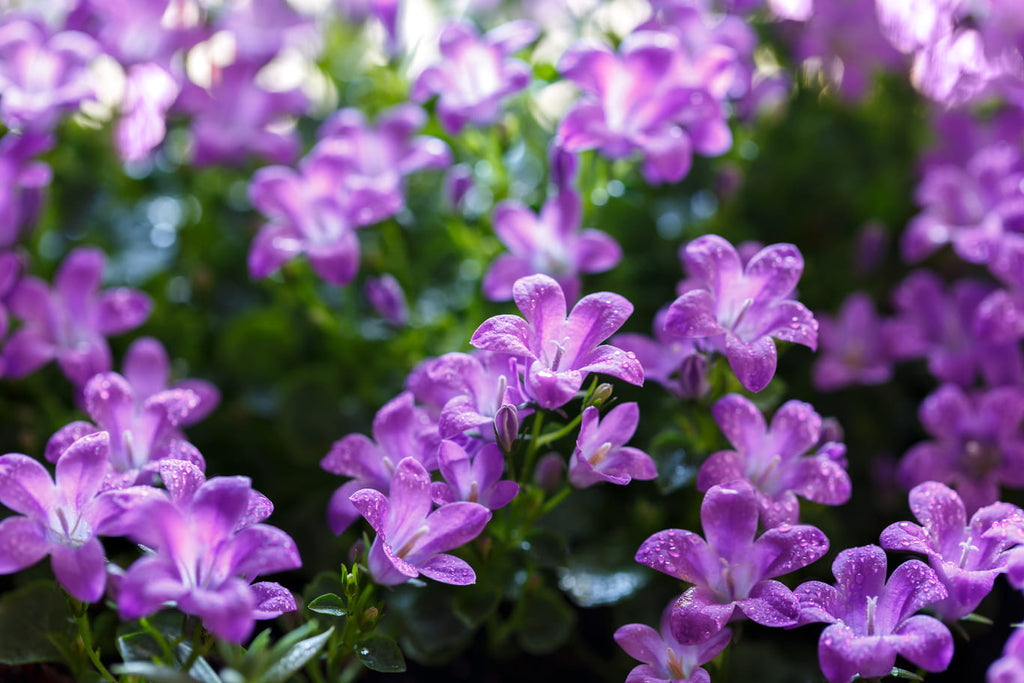 campanula hangplant