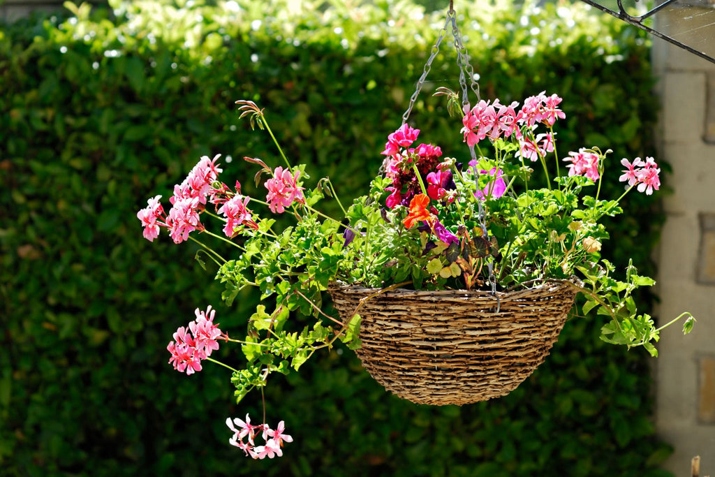 hangplant geranium