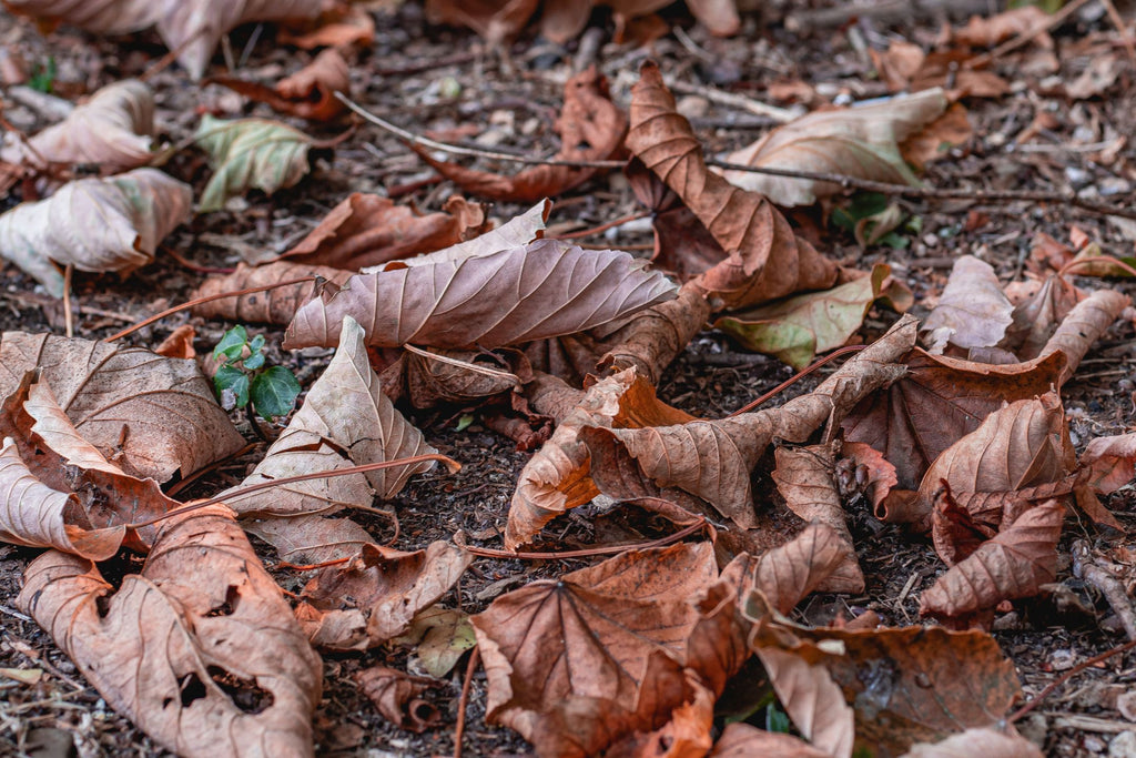 Herfstbladeren als organische stof