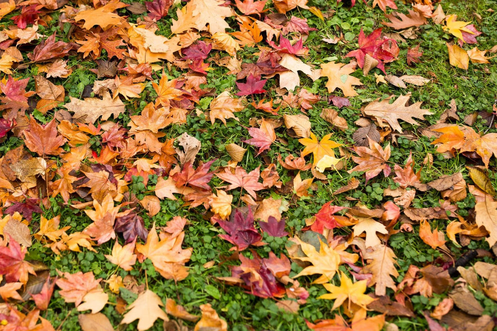 Herfst gazon najaar