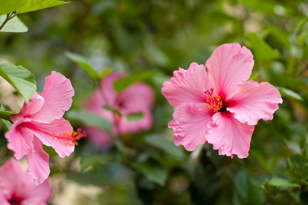 Hibiscus snoeien