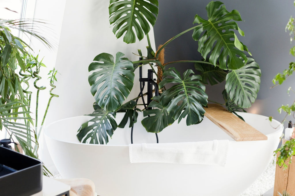 plantes d'intérieur salle de bain