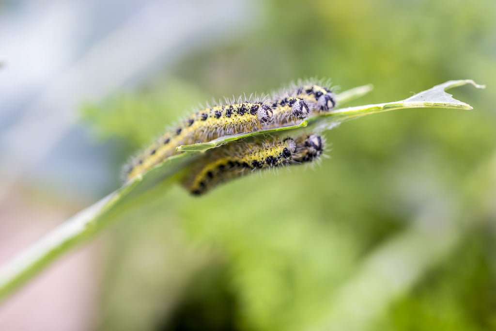 rups klein koolwitje