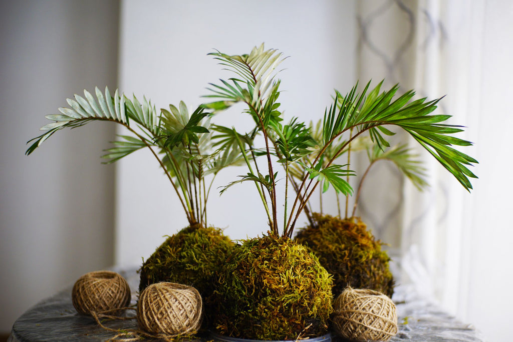 Kokedama maken