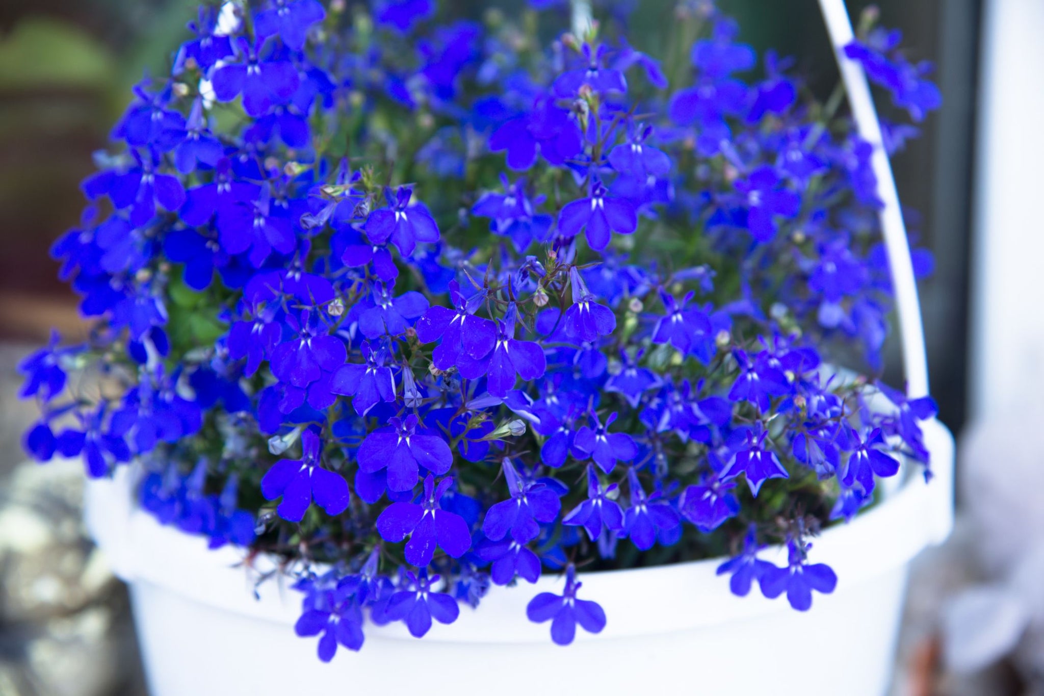 lobelia