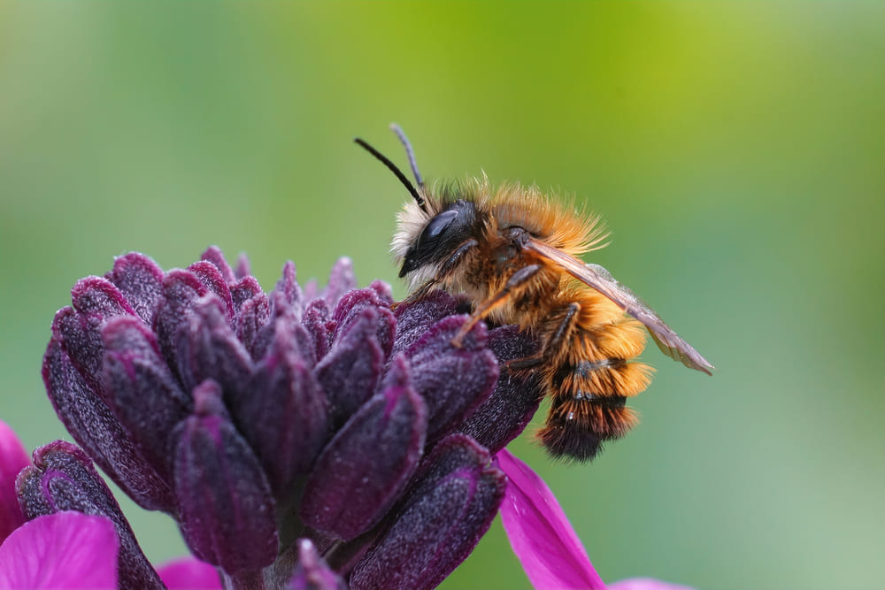 bijen soorten rosse metselbij