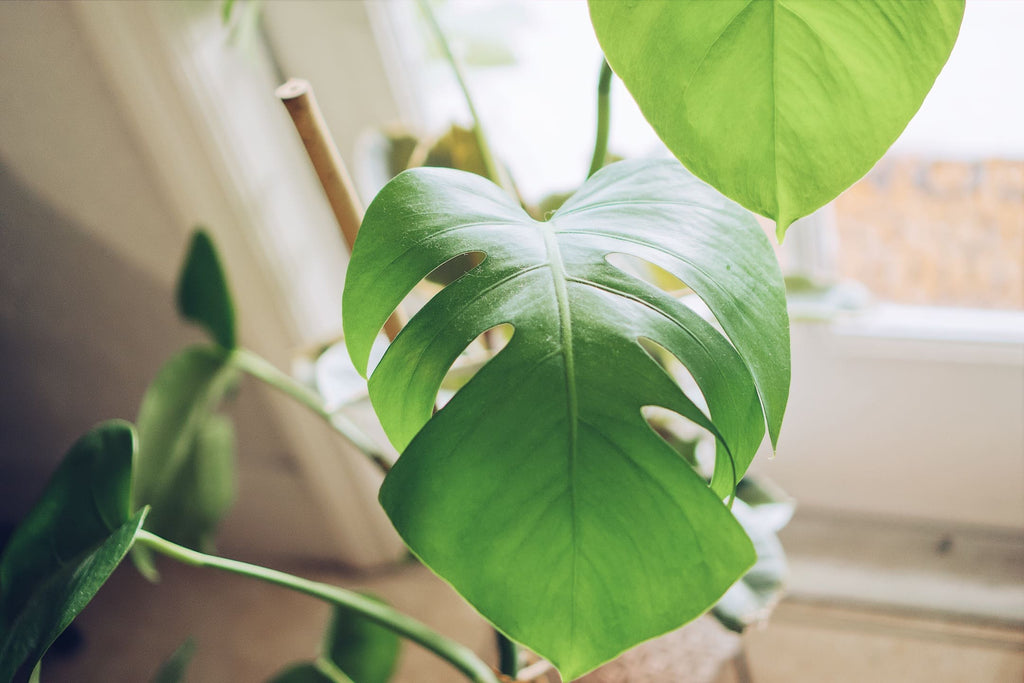 Monstera Deliciosa luchtzuiverend