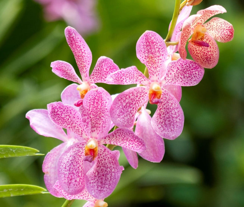 orchidee bloeiende kamerplant