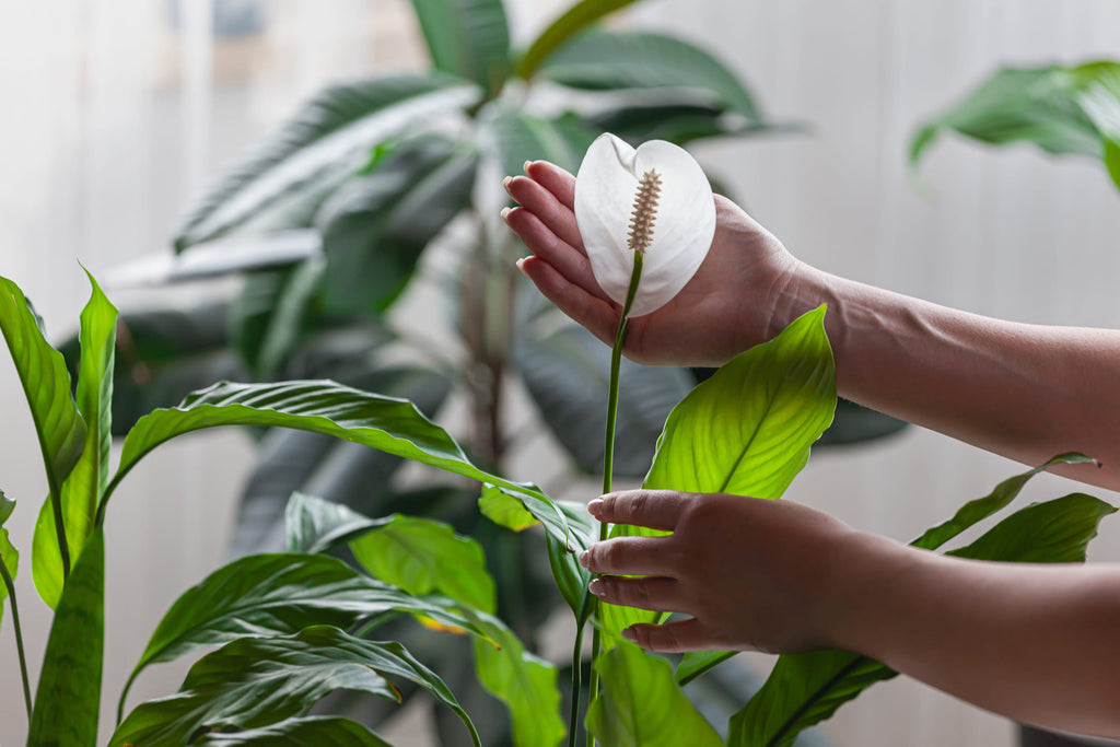 lepelplant bloeiende kamerplanten