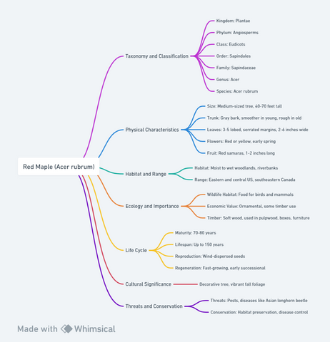 Mind map of the Red Maple (Acer rubrum), showing details on Taxonomy and Classification, Physical Characteristics, Habitat and Range, Ecology and Importance, Life Cycle, Cultural Significance, and Threats and Conservation.