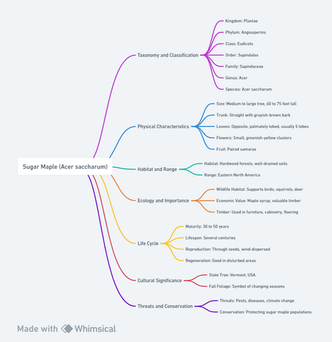 Mind map illustrating the Sugar Maple (Acer saccharum), including sections on Taxonomy and Classification, Physical Characteristics, Habitat and Range, Ecology and Importance, Life Cycle, Cultural Significance, and Threats and Conservation.