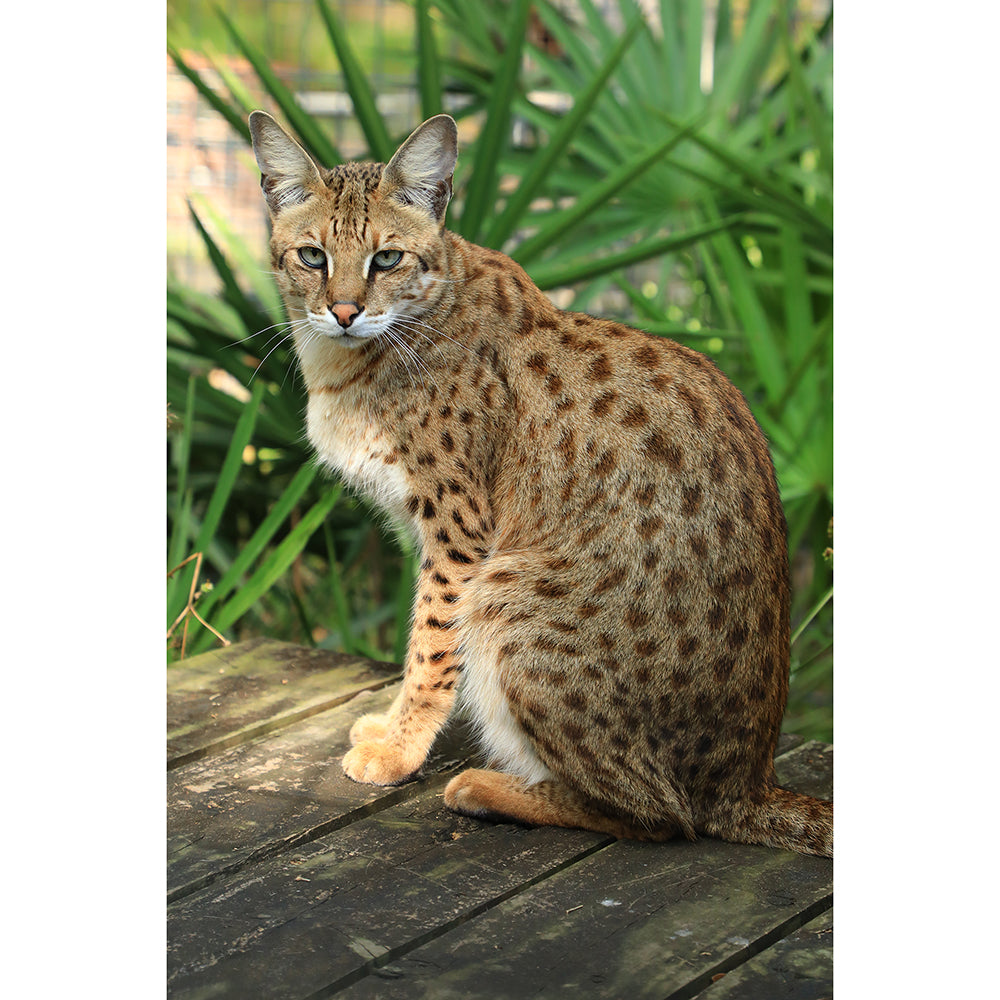 african jungle cat hybrid