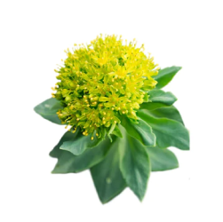 Green-leaved plant with a bright yellow flower cluster.