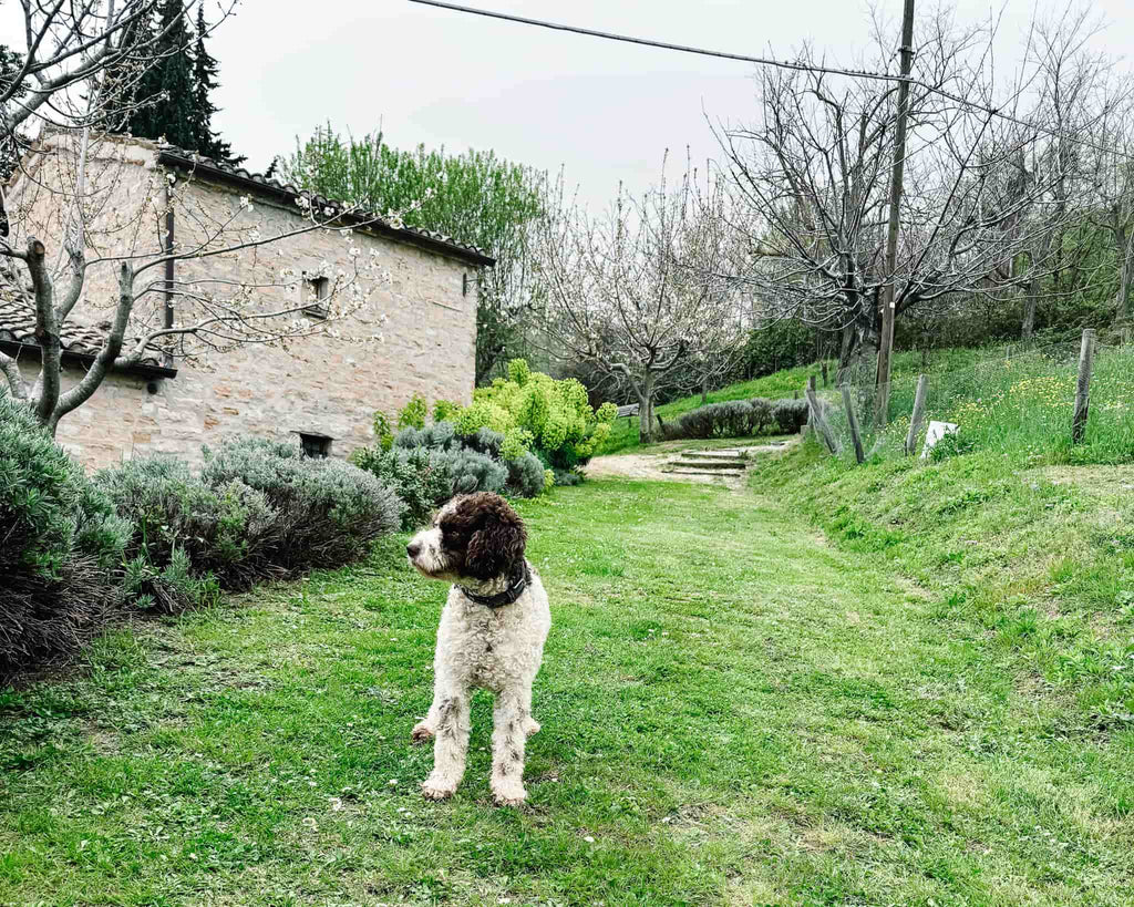 Julio, a black and white, curly-haired Lagotto Romagnolo, an Italian truffle-hunting dog breed.