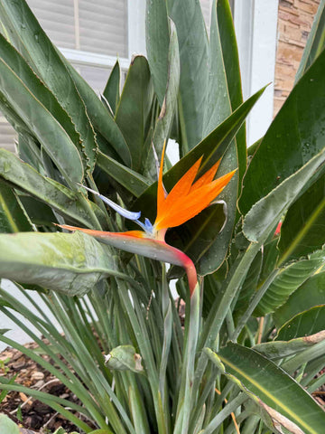 A close-up image of a bird of paradise flower