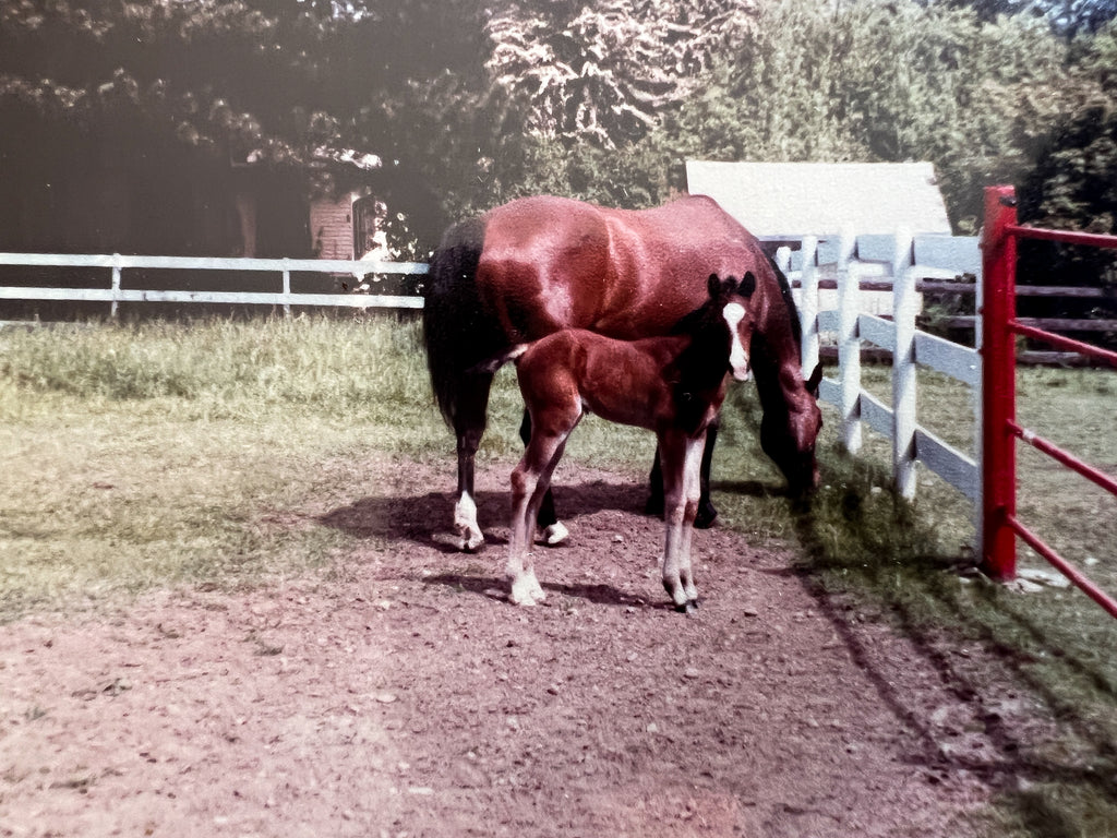 Two of Elli Milan's horses as a young child