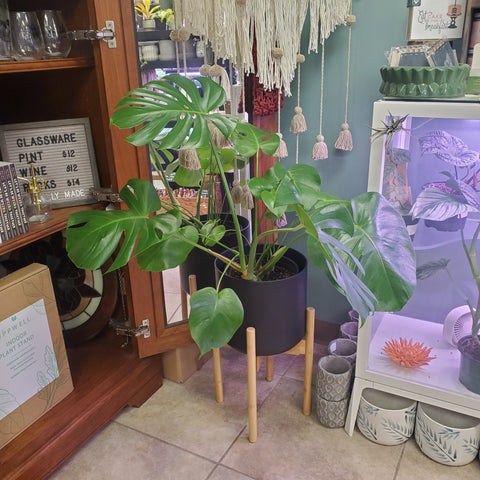 Monstera Deliciosia plant in Uppwell Plant Stand made of sustainable bamboo wood