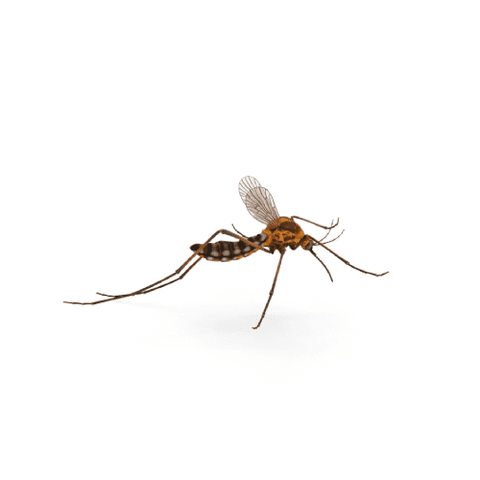 mosquito png