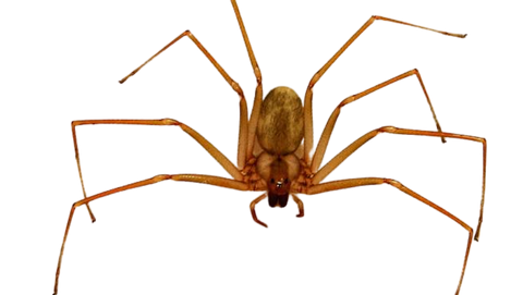Araña reclusa parda mediterránea loxosceles rufescens