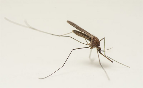 2. Anopheles: o transmissor da malária