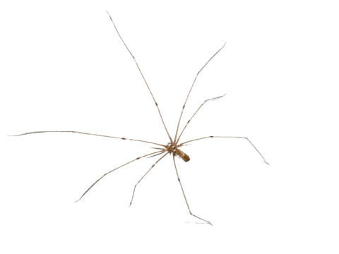 Araña de patas largas pholcus Phalangioides