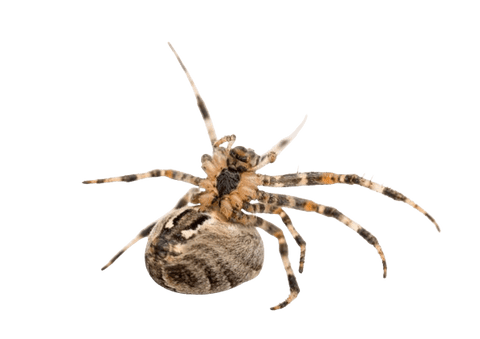 Araña de Jardín Araneus diadematus