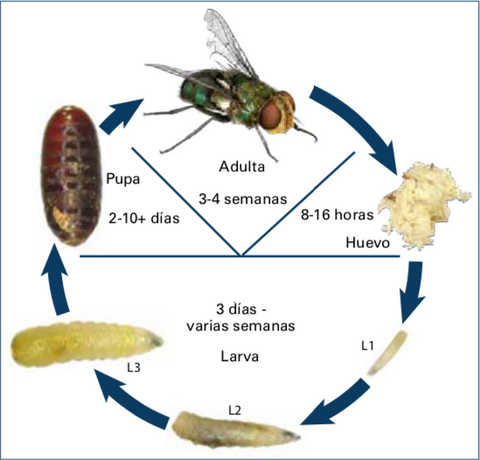 ciclo de vida de las moscas