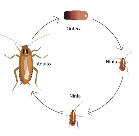 ciclo de vida cucaracha