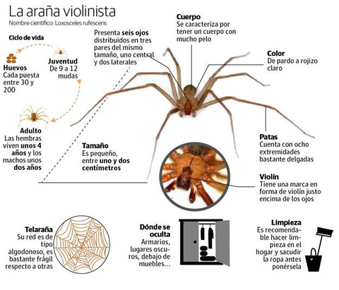 ciclo de vida araña violinista