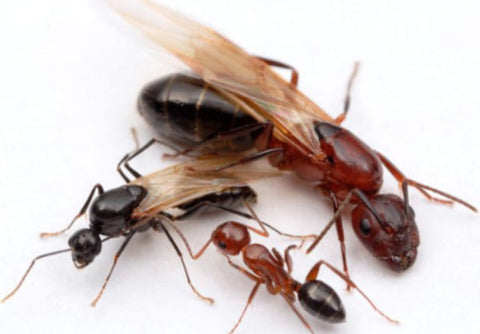 Hormiga alada carpintera (Camponotus herculeanus):