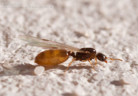 Hormiga alada de fuego (Solenopsis spp.):