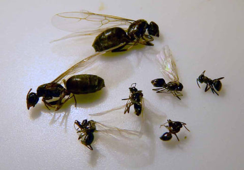 Hormiga alada de jardín (Lasius grandis)