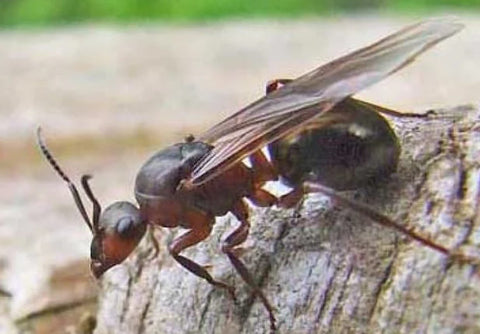 Hormiga alada del bosque (Formica rufa)