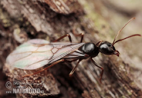 Hormiga alada del hormiguero (Lasius fuliginosus)